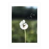 Dandelion Wish Photography (Print Only) thumbnail