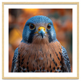Close Up Of A Kestrel Bird Of Prey Portrait thumbnail