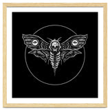 Deaths Head Moth thumbnail