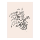 Acacia Botanical illustration (Print Only) thumbnail