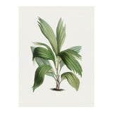 Areca Palm (Hand Drawn Botanical Illustration) (Print Only) thumbnail