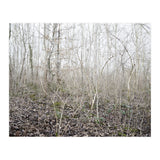 Lost in the birch forest (Print Only) thumbnail