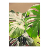 Monstera Mix (Print Only)