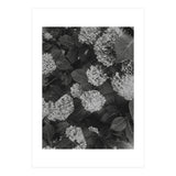 Hydrangeas | Black & White Portrait (Print Only) thumbnail