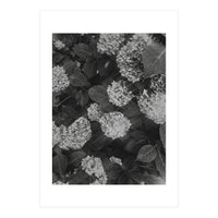 Hydrangeas | Black & White Portrait (Print Only)