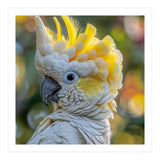 Yellow Crested Cockatoo Bird Close Up Portrait (Print Only) thumbnail