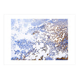 Coral Blooming (Print Only) thumbnail