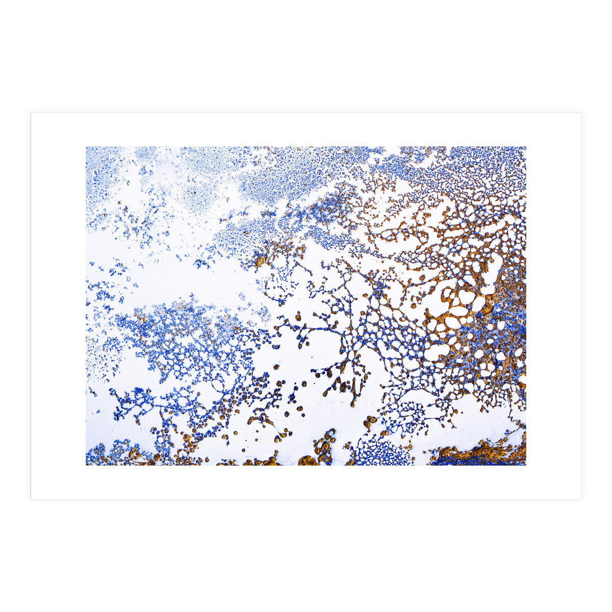 Coral Blooming (Print Only)