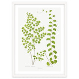 Edward Joseph Lowe – Adiantum Assimile and Adiantum Lunulatum (1856–1860) thumbnail