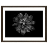 Backyard Flowers In Black And White 22 thumbnail