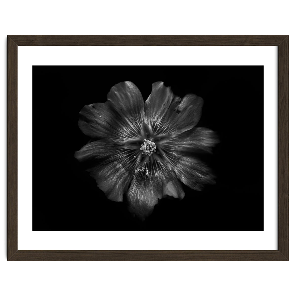 Backyard Flowers In Black And White 22