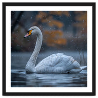 Swan Floating Gracefully On Water In Autumn