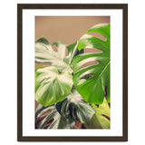 Monstera Mix thumbnail