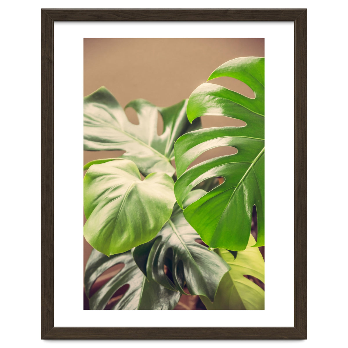 Monstera Mix