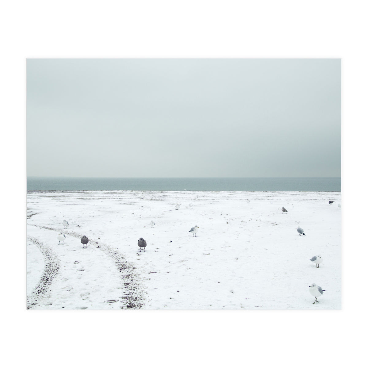 Seagulls in the winter snow beach (Print Only)