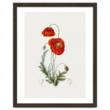 Red Poppy (Hand Drawn Illustration) thumbnail