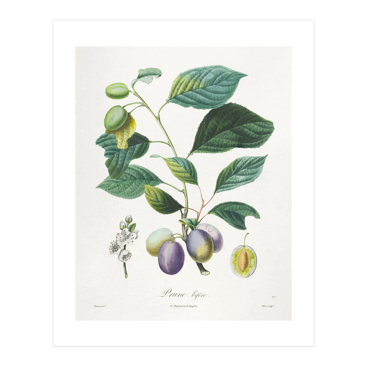 Henri-Louis Duhamel du Monceau – Prune Bifère (1808–1835) (Print Only)