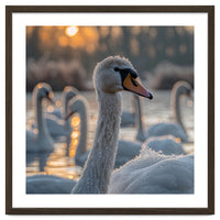 Close Up Of Swan With Water Droplets At Sunrise