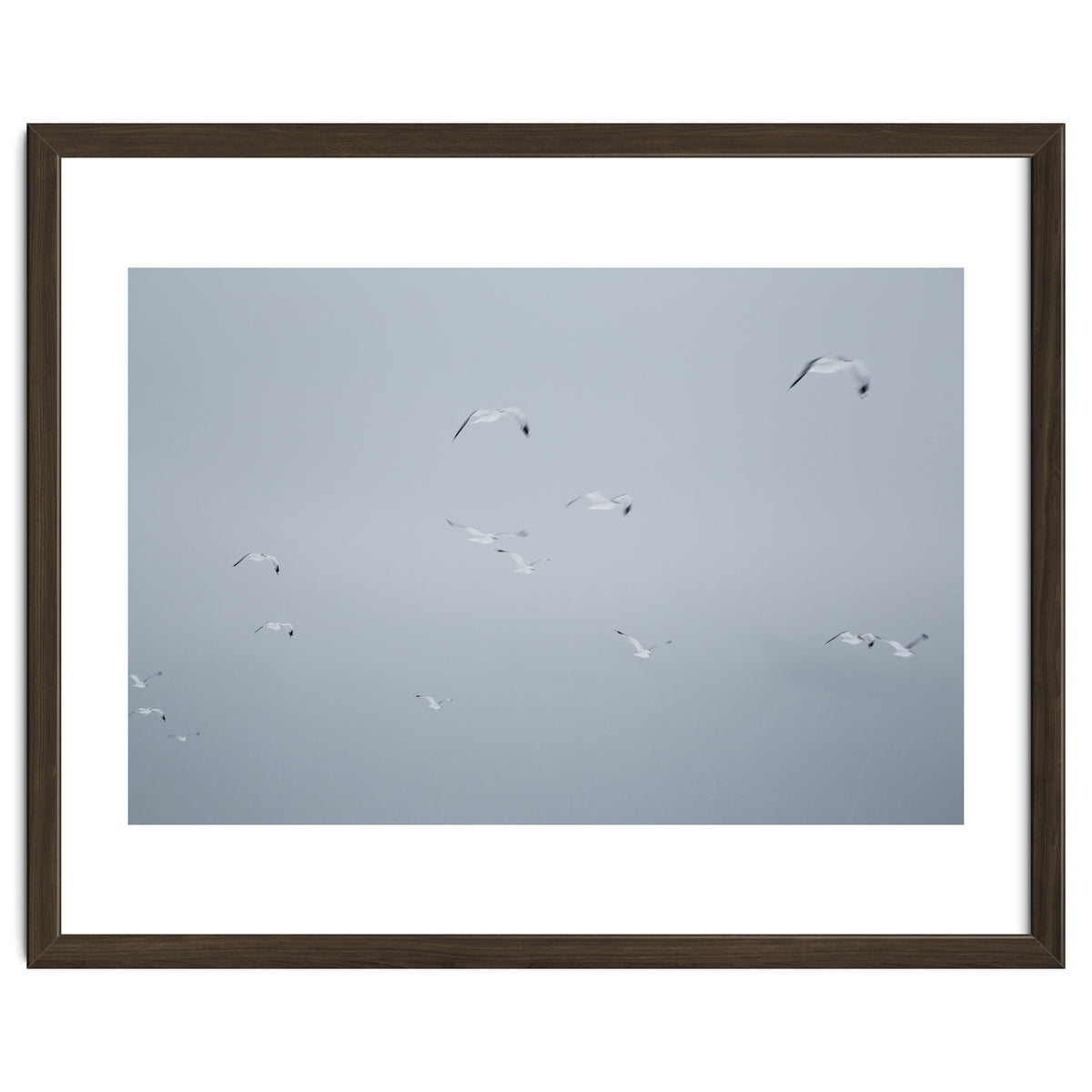 Flying seagulls in the winter sky