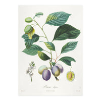 Henri-Louis Duhamel du Monceau – Prune Bifère (1808–1835) (Print Only)