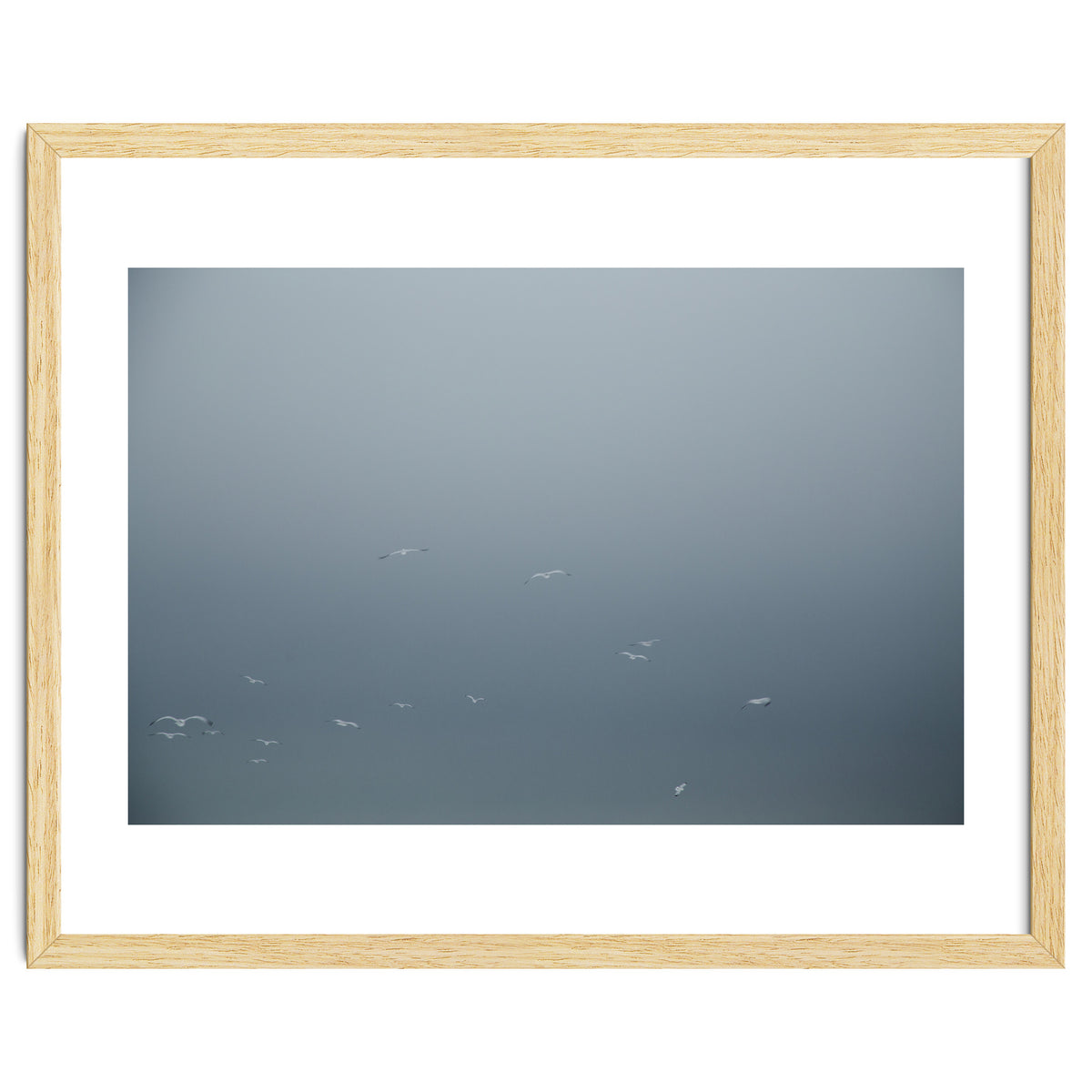 Flying Segulls in thet winter sky