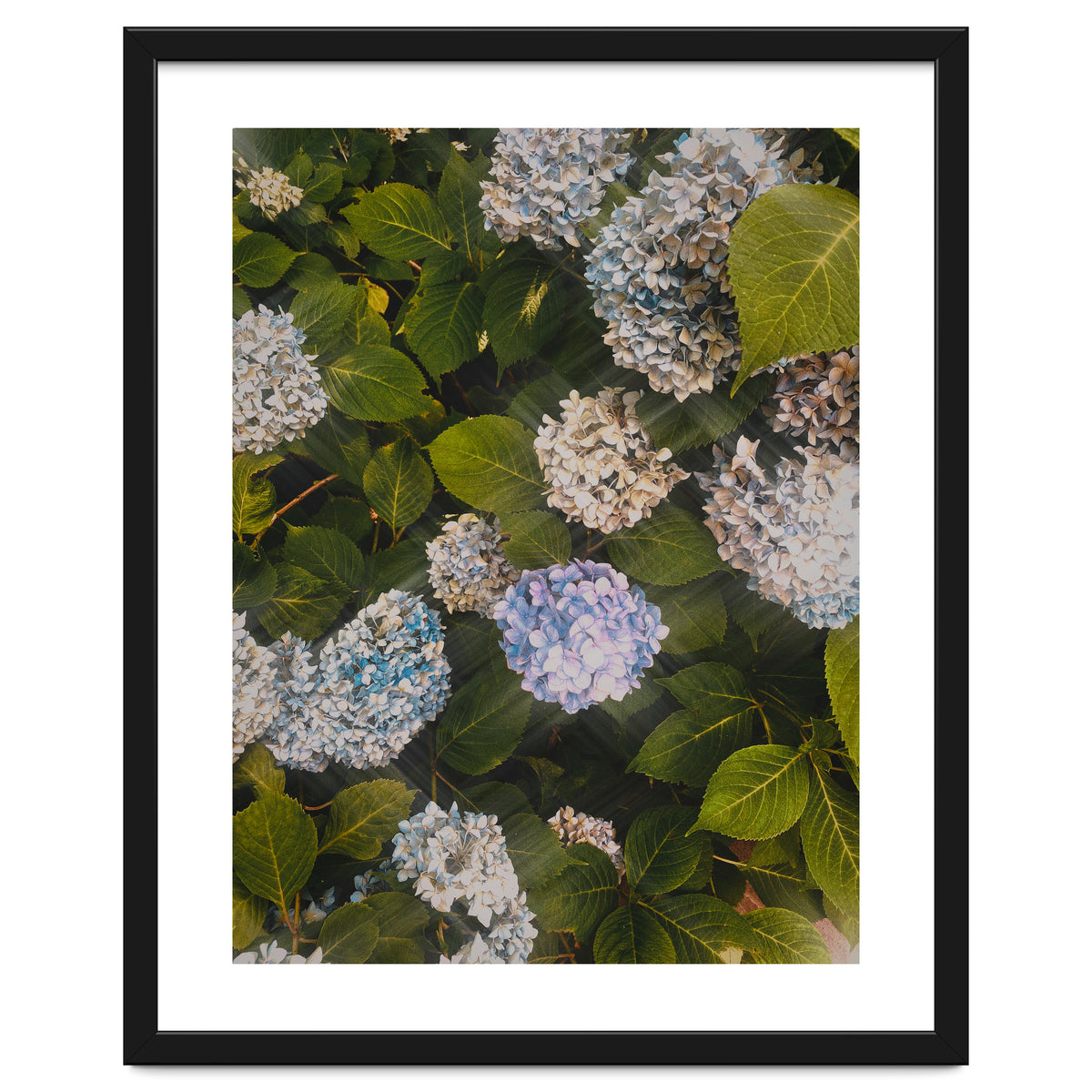 Hydrangeas | Portrait