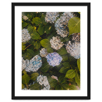 Hydrangeas | Portrait