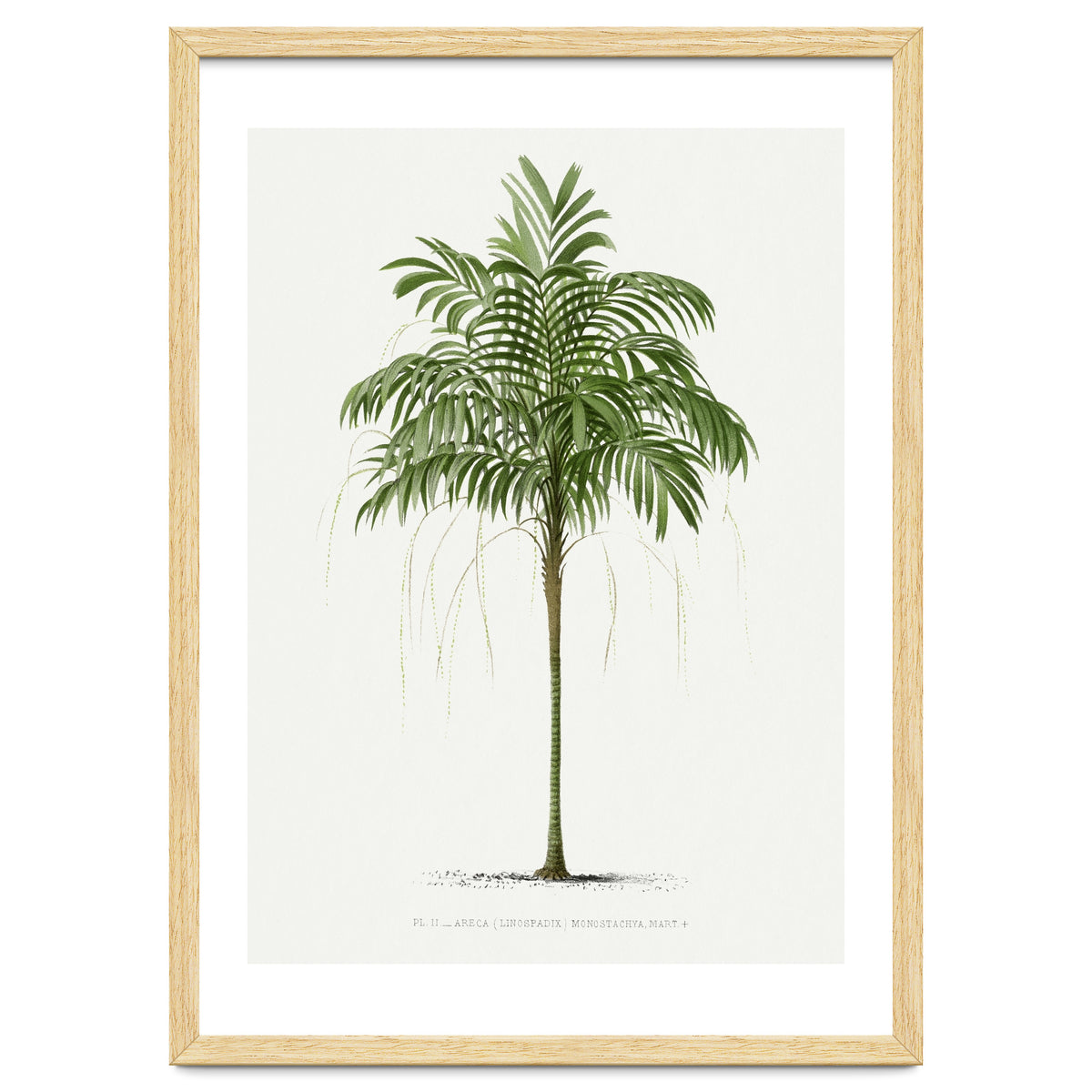 Oswald de Kerchove de Denterghem – Vintage Palm Tree Illustration (1878)
