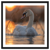 Majestic Swan Swimming At Sunrise Serene Water
