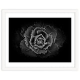 Backyard Flowers In Black And White No 101 thumbnail
