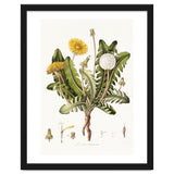 William Curtis – Dandelion (1777–1798) thumbnail
