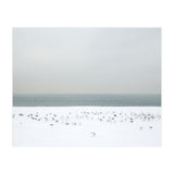 Seagulls in the winter snow beach (Print Only) thumbnail