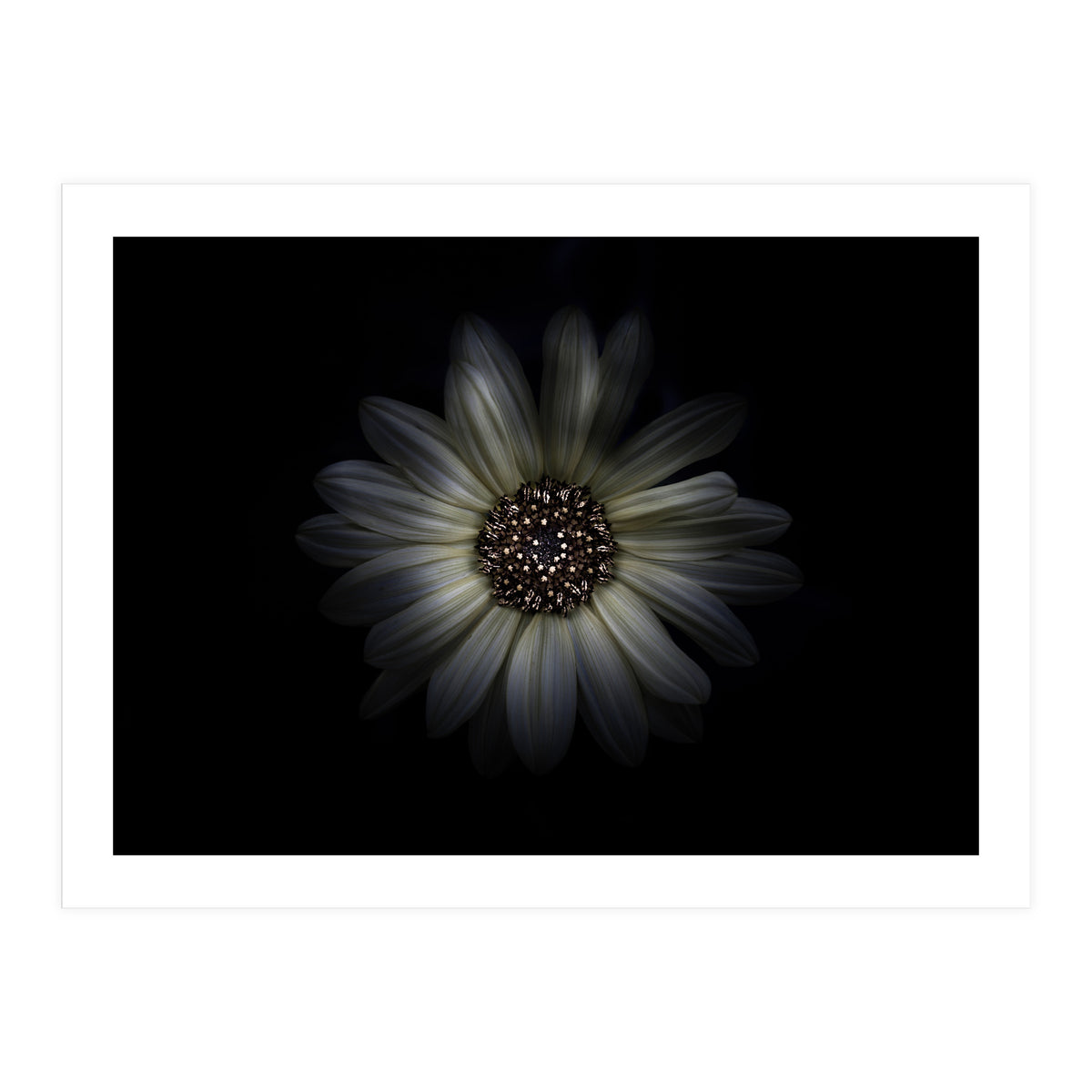 Backyard Flowers No 27 Color Version (Print Only)