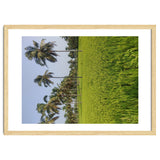 The Paddy Fields of Kerala, South India thumbnail