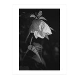 Camila | Black & White (Print Only) thumbnail