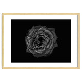 Backyard Flowers In Black And White No 110 thumbnail