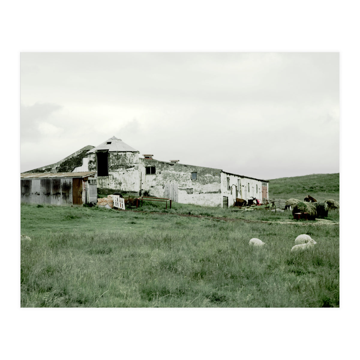 Sheep with a farmhouse - Iceland  (Print Only)