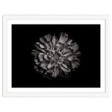 Backyard Flowers In Black And White No 79 thumbnail