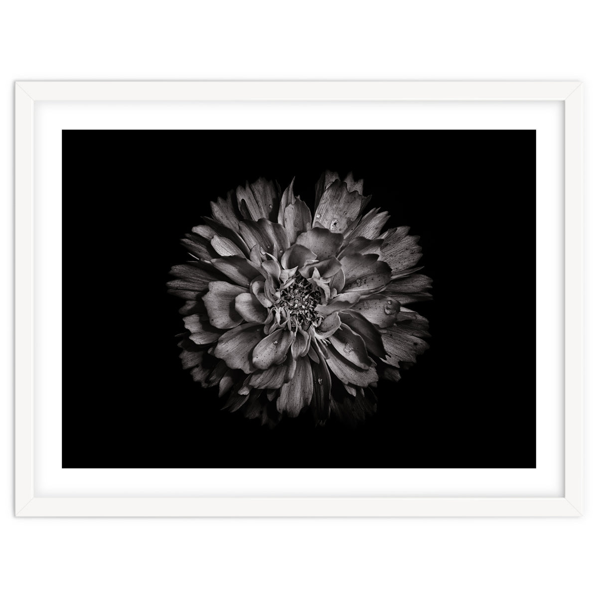 Backyard Flowers In Black And White No 79