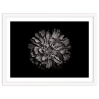 Backyard Flowers In Black And White No 79