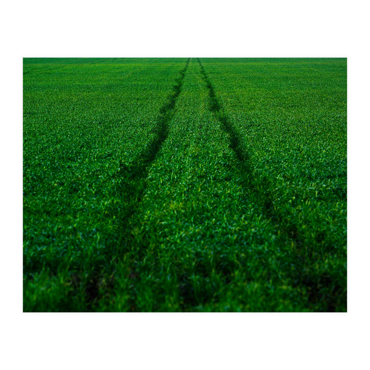 Track and Field (Print Only)