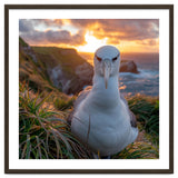 Albatross Bird On Grassy Cliff At Sunset thumbnail