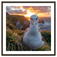 Albatross Bird On Grassy Cliff At Sunset