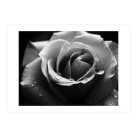 Ethereal Monochromatic Rose Petal Macro (Print Only)