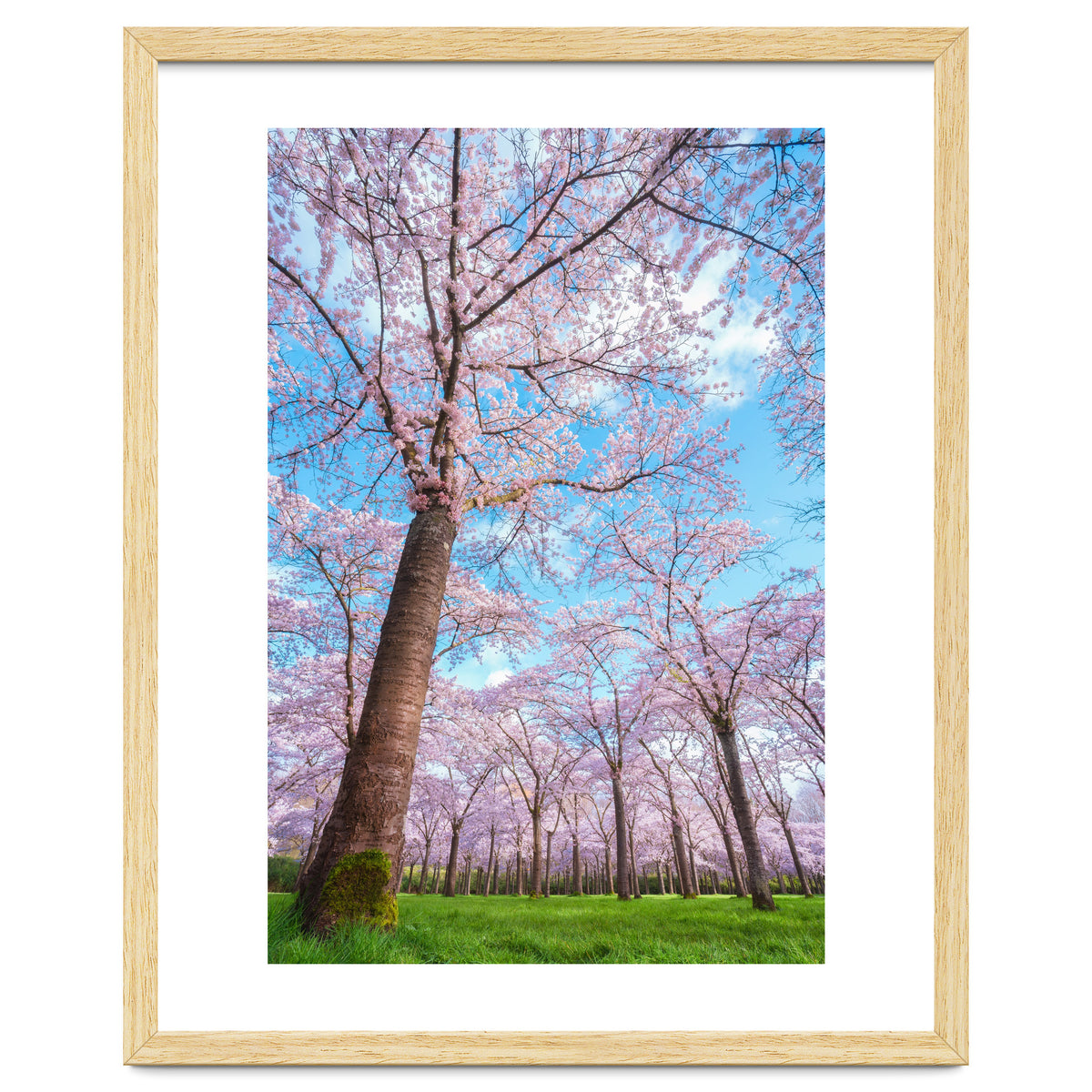 Spring in optima forma