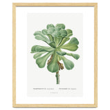 Pierre-Joseph Redouté – Sempervivum Canariense (1799) thumbnail