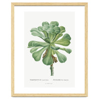 Pierre-Joseph Redouté – Sempervivum Canariense (1799)