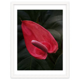 Red Anthurium Flower thumbnail