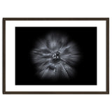 Backyard Flowers In Black And White No 66 Flow Version thumbnail