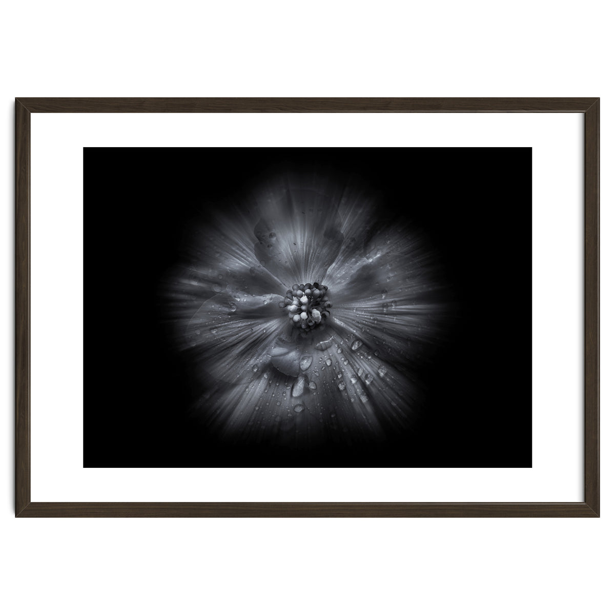 Backyard Flowers In Black And White No 66 Flow Version